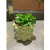 Ron Bloemenweelde Peperomia in Glazen Bubbeltjespot