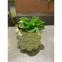 Peperomia in Glazen Bubbeltjespot