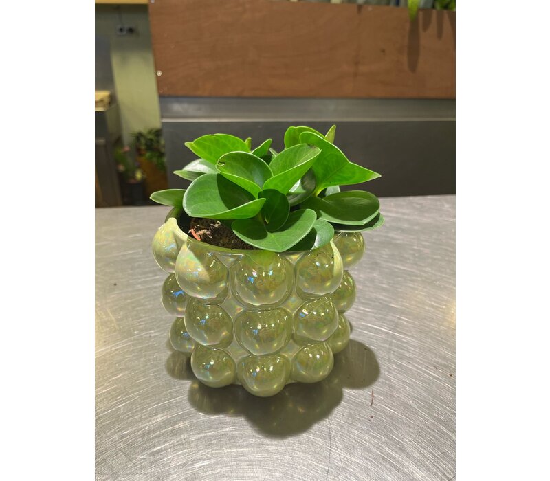 Peperomia in Glazen Bubbeltjespot