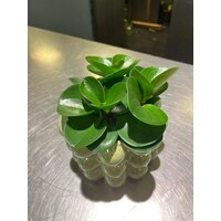 Peperomia in Glazen Bubbeltjespot