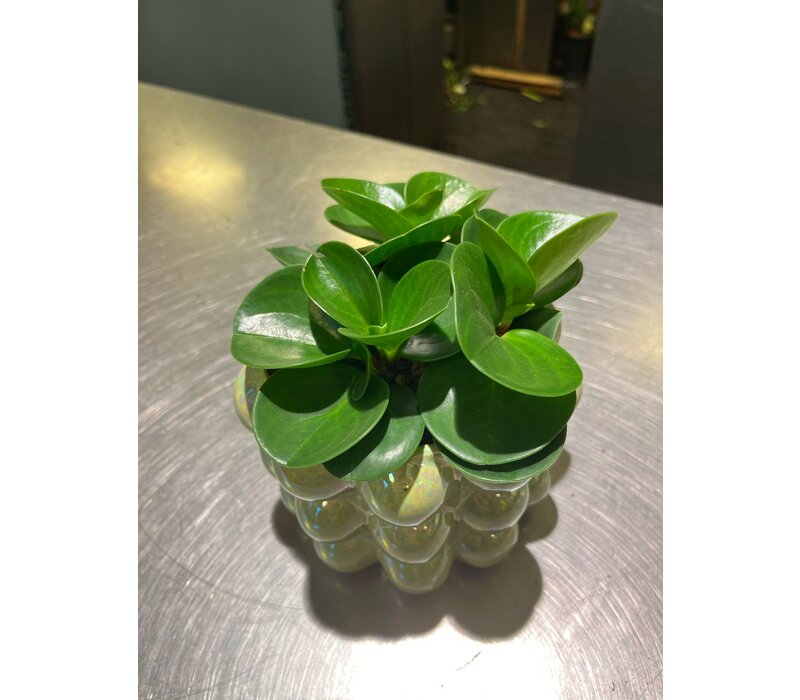 Peperomia in Glazen Bubbeltjespot