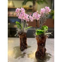 Mini Orchidee in Amberkleurige Glazen Vaas