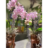 Mini Orchidee in Amberkleurige Glazen Vaas
