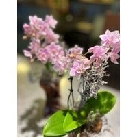 Mini Orchidee in Amberkleurige Glazen Vaas