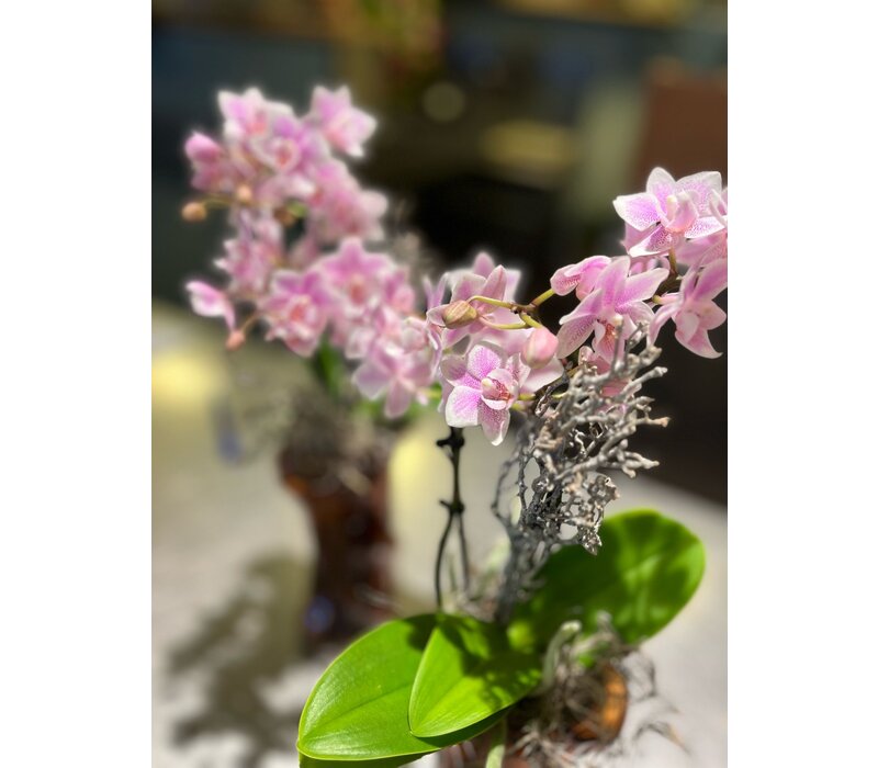 Mini Orchidee in Amberkleurige Glazen Vaas