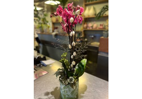 Ron Bloemenweelde Fuchsia Orchidee in Groene Keramieken Pot
