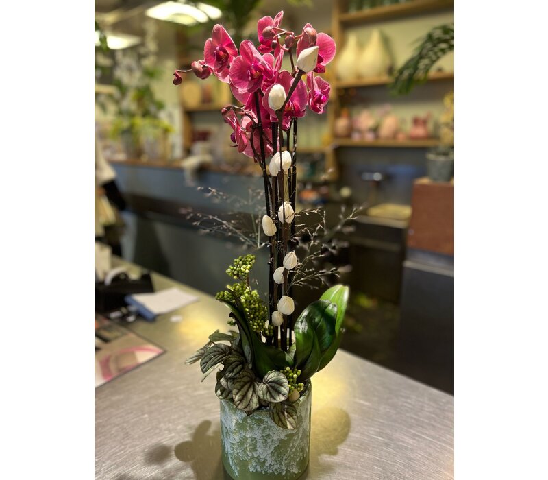 Fuchsia Orchidee in Groene Keramieken Pot