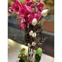 Fuchsia Orchidee in Groene Keramieken Pot