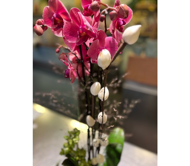 Fuchsia Orchidee in Groene Keramieken Pot