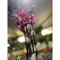 Fuchsia Orchidee in Groene Keramieken Pot