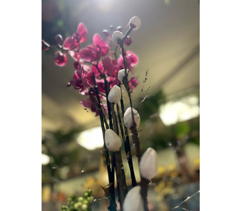 Fuchsia Orchidee in Groene Keramieken Pot