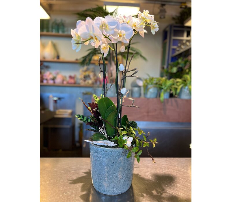 Witte Orchidee in Blauwe Keramieken Pot