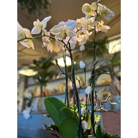 Witte Orchidee in Blauwe Keramieken Pot