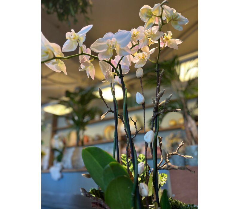 Witte Orchidee in Blauwe Keramieken Pot