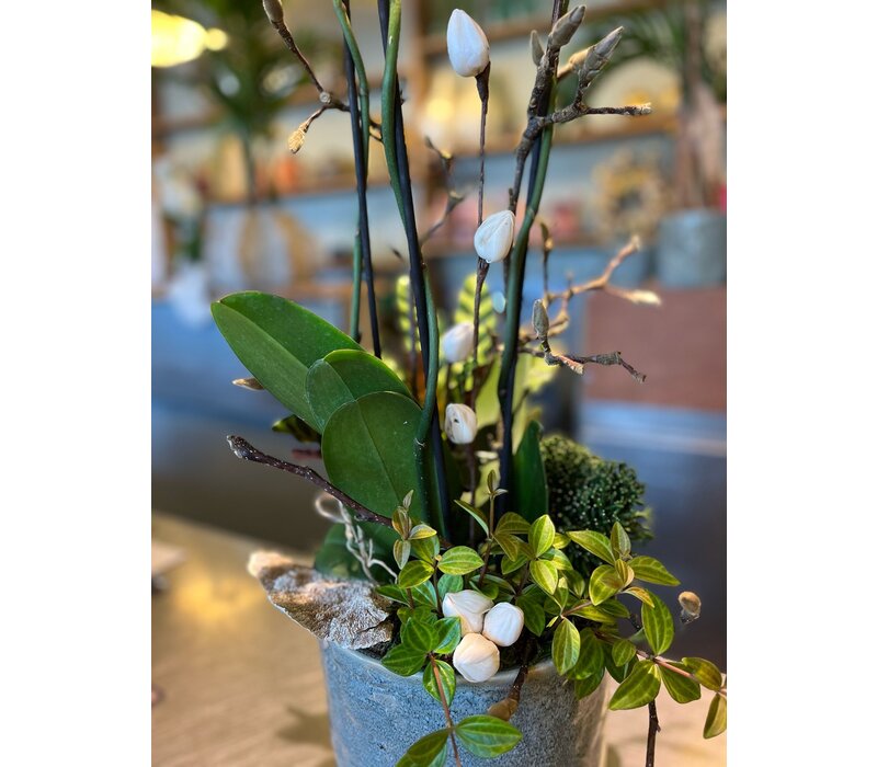 Witte Orchidee in Blauwe Keramieken Pot