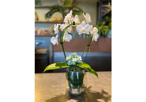 Ron Bloemenweelde Witte Orchidee in Glazen Vaas