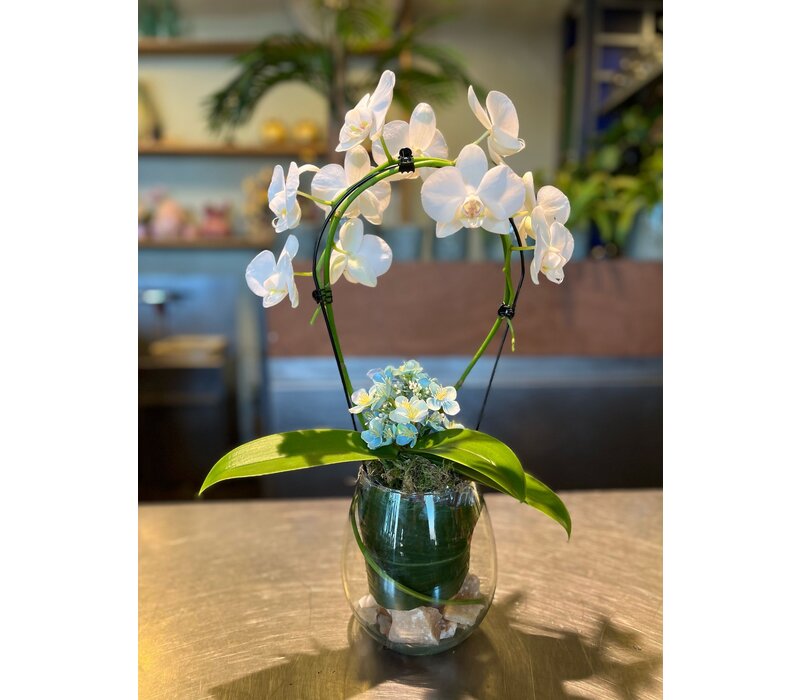 Witte Orchidee in Glazen Vaas