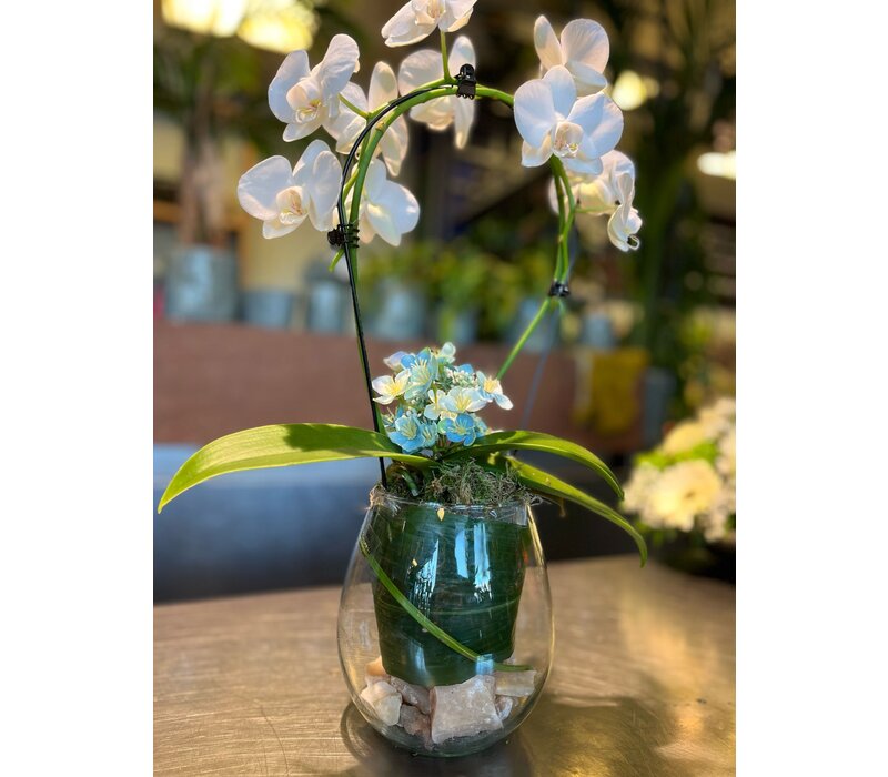 Witte Orchidee in Glazen Vaas