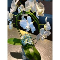 Witte Orchidee in Glazen Vaas