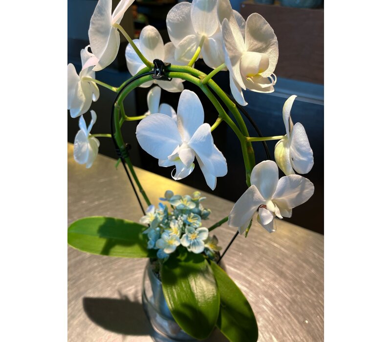 Witte Orchidee in Glazen Vaas