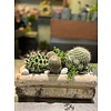 Ron Bloemenweelde Cactussen in Houten Schorsbak