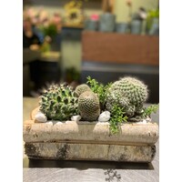 Cactussen in Houten Schorsbak