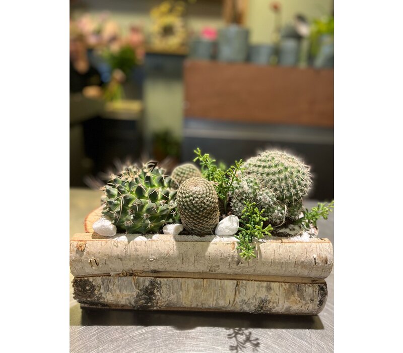 Cactussen in Houten Schorsbak