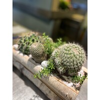 Cactussen in Houten Schorsbak