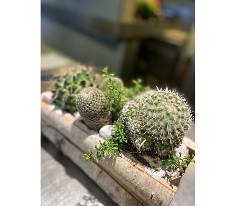 Cactussen in Houten Schorsbak