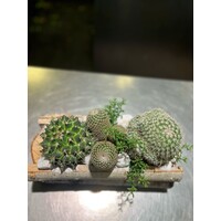 Cactussen in Houten Schorsbak