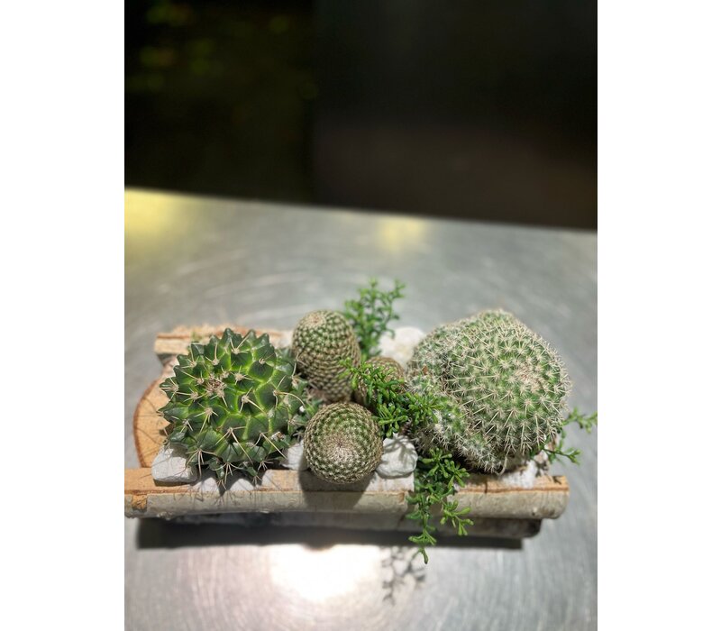 Cactussen in Houten Schorsbak