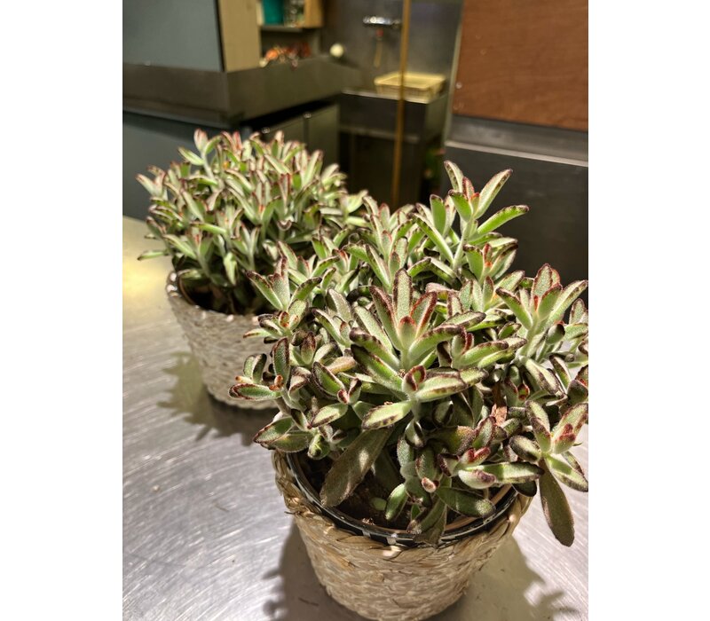 Vetplant in Gevlochten Mand