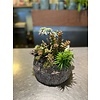 Ron Bloemenweelde Vetplanten Arrangement in Natuurstenen Pot