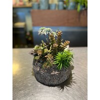 Vetplanten Arrangement in Natuurstenen Pot
