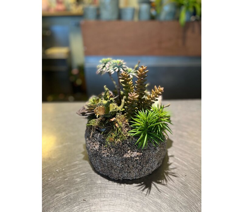 Vetplanten Arrangement in Natuurstenen Pot