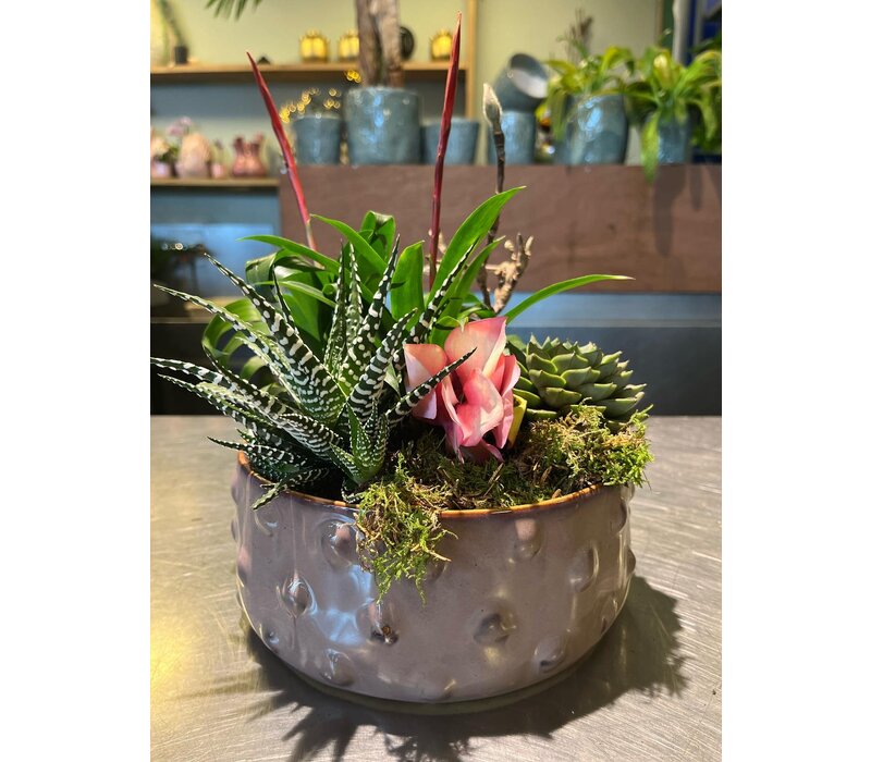 Vetplanten Arrangement in Stijlvolle Sierpot