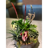 Vetplanten Arrangement in Stijlvolle Sierpot