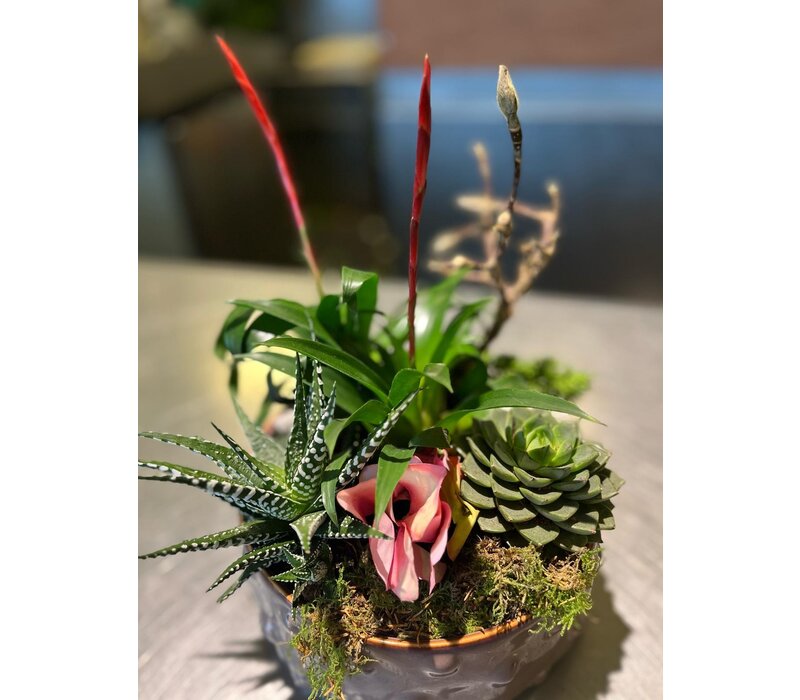 Vetplanten Arrangement in Stijlvolle Sierpot