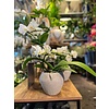 Ron Bloemenweelde Witte Orchidee in Rustieke Sierpot
