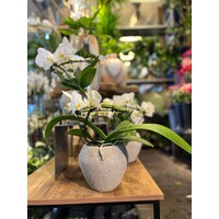 Witte Orchidee in Rustieke Sierpot