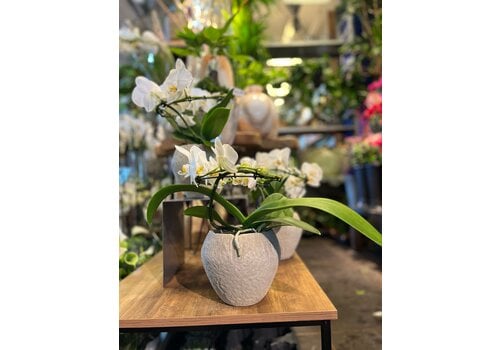 Ron Bloemenweelde Witte Orchidee in Rustieke Sierpot