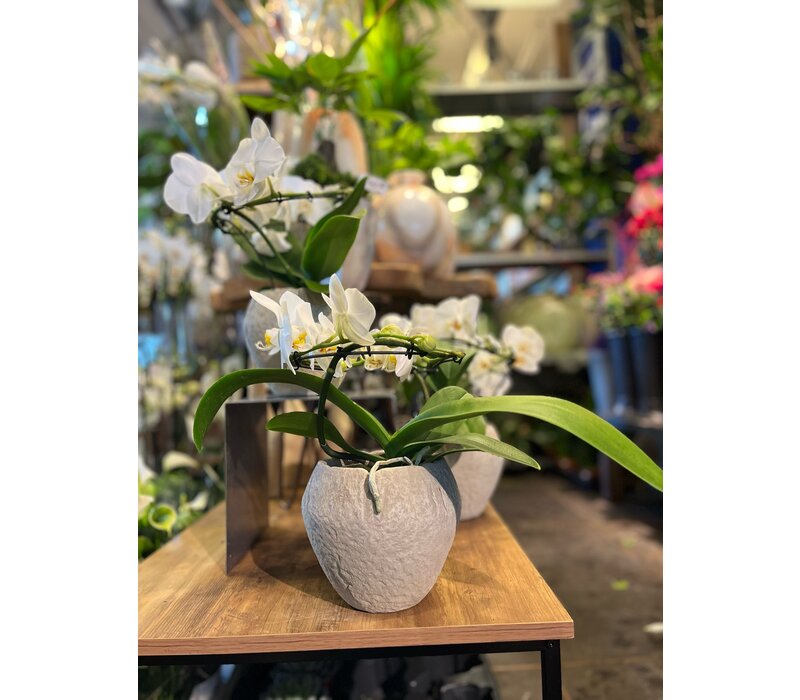 Witte Orchidee in Rustieke Sierpot