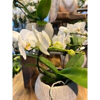 Witte Orchidee in Rustieke Sierpot