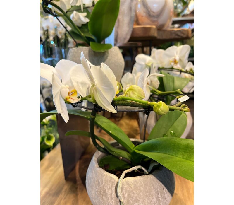 Witte Orchidee in Rustieke Sierpot