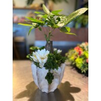 Pachira Aquatica in Decoratieve Pot