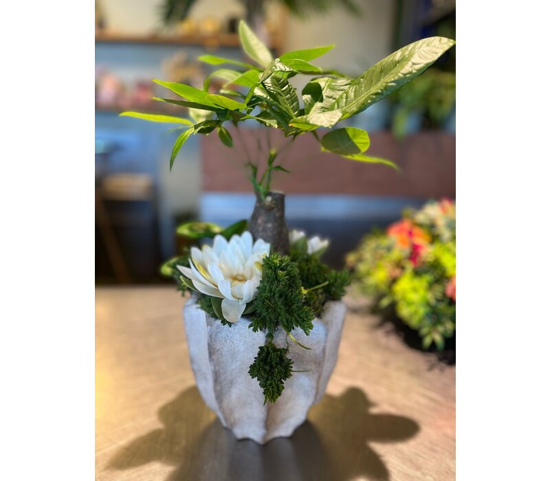 Pachira Aquatica in Decoratieve Pot