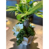 Pachira Aquatica in Decoratieve Pot