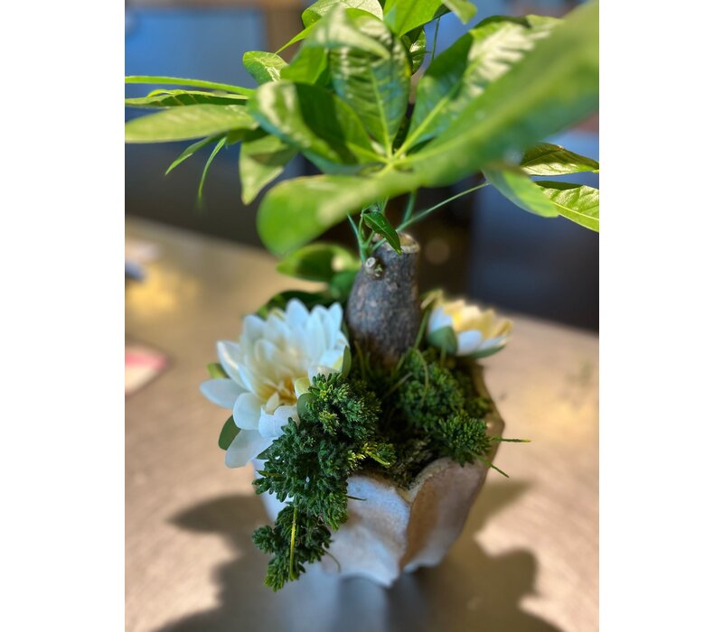 Pachira Aquatica in Decoratieve Pot