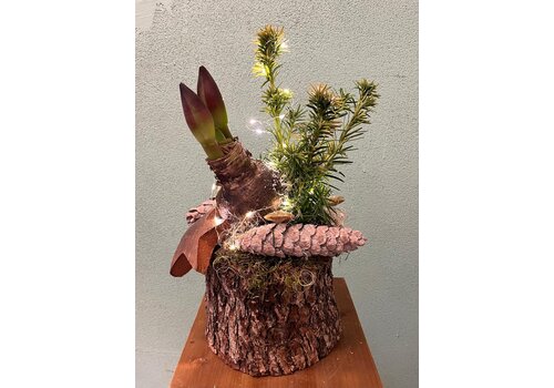 Amaryllis in Boomstronk