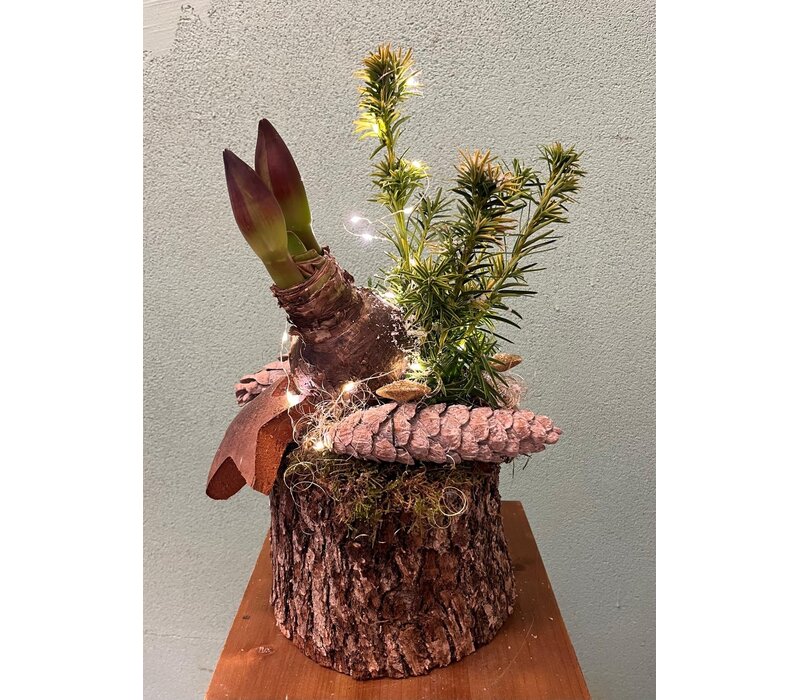 Amaryllis in Boomstronk